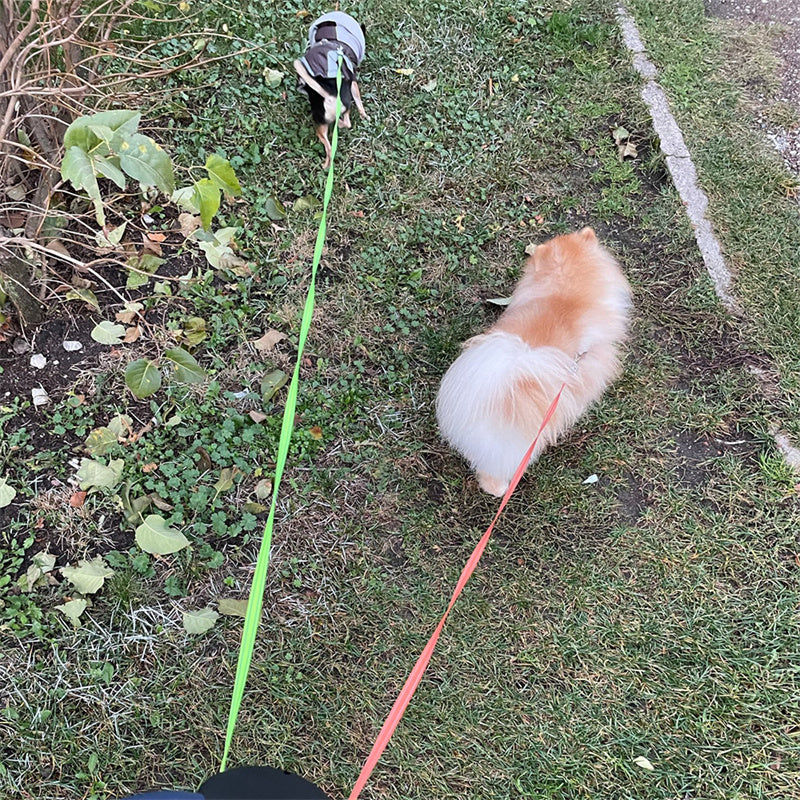 Retractable Dog Leash for Small Dogs – Reflective Dual Pet Leash with 360° Swivel & Lights